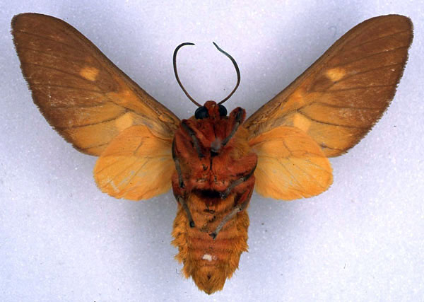 /filer/webapps/moths/media/images/H/humphreyi_Balacra_HT_BMNH_02.jpg