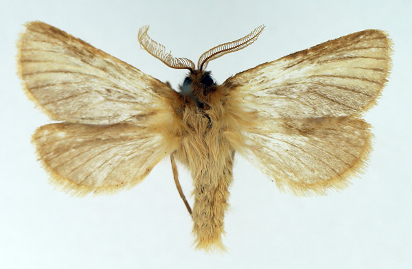 /filer/webapps/moths/media/images/H/hunti_Gorgopis_AM_TMSA_02.jpg