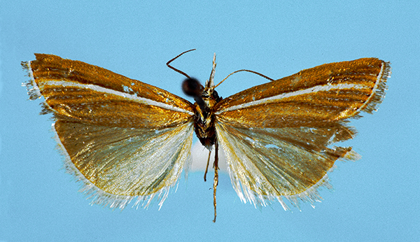 /filer/webapps/moths/media/images/H/husserli_Bassi_Ht_Mamalapi_Basutoland_20.I.1957_W._Marais_GS_3299_GB_TMP.jpg