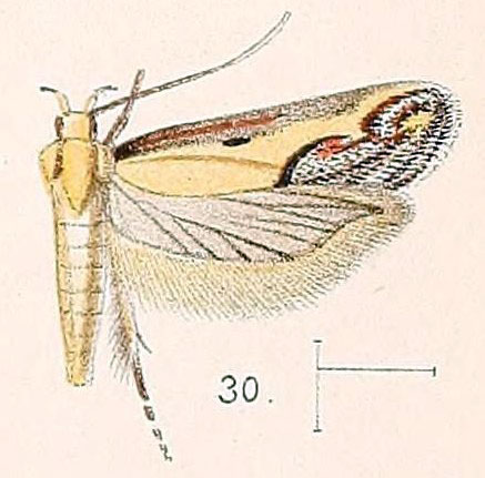 /filer/webapps/moths/media/images/H/hutchinsonella_Aspades_HT_Walsingham_1891_4-30.jpg