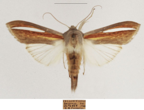/filer/webapps/moths/media/images/H/hutchinsoni_Cucullia_AM_TMSA_01.jpg