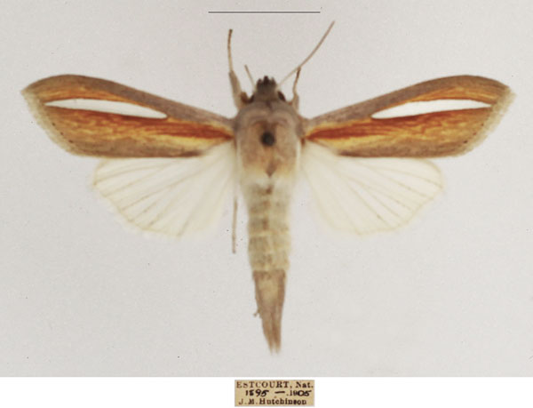 /filer/webapps/moths/media/images/H/hutchinsoni_Cucullia_AM_TMSA_02.jpg