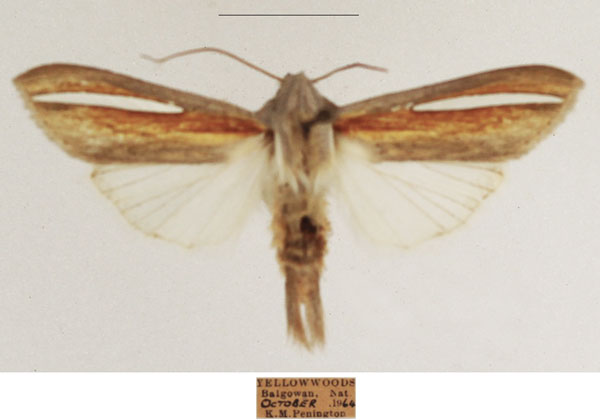 /filer/webapps/moths/media/images/H/hutchinsoni_Cucullia_AM_TMSA_03.jpg