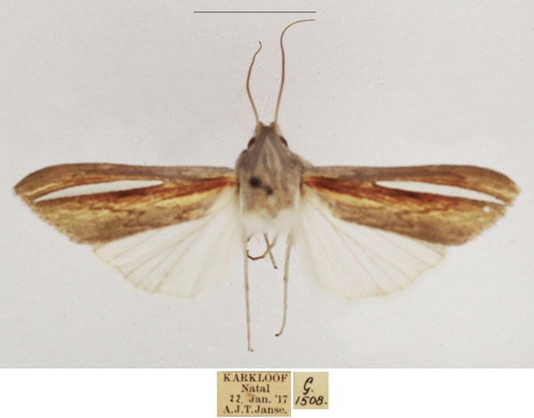 /filer/webapps/moths/media/images/H/hutchinsoni_Cucullia_AM_TMSA_04.jpg