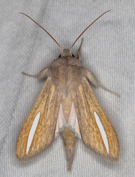 /filer/webapps/moths/media/images/H/hutchinsoni_Cucullia_A_Heyns_02.jpg