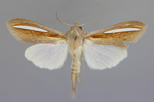 /filer/webapps/moths/media/images/H/hutchinsoni_Cucullia_A_RMCA_01.jpg