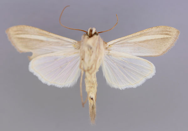 /filer/webapps/moths/media/images/H/hutchinsoni_Cucullia_A_RMCA_02.jpg