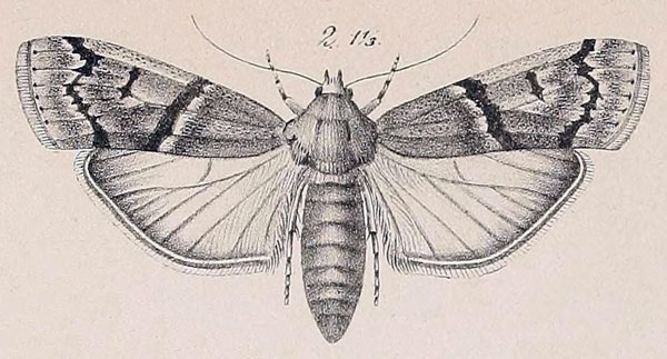 /filer/webapps/moths/media/images/H/hyaenella_Zophodiopsis_HT_ZMHB.jpg