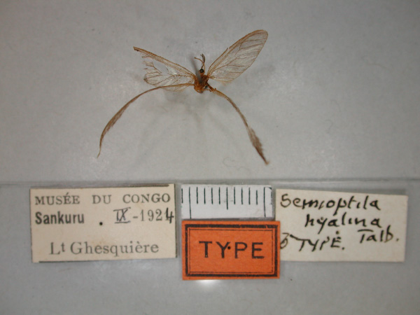 /filer/webapps/moths/media/images/H/hyalina_Semioptila_HT_RMCA_02.jpg