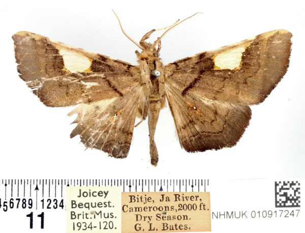 /filer/webapps/moths/media/images/H/hyalinata_Episparis_AM_BMNH_02.jpg