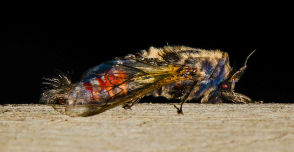 /filer/webapps/moths/media/images/H/hyalinipennis_Eulophonotus_A_Petterson_02.jpg