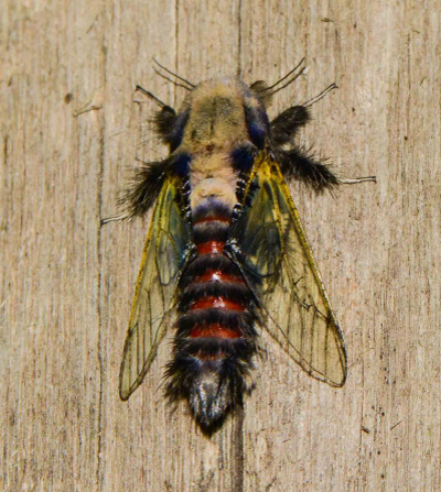 /filer/webapps/moths/media/images/H/hyalinipennis_Eulophonotus_A_Petterson_03.jpg