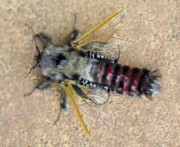 /filer/webapps/moths/media/images/H/hyalinipennis_Eulophonotus_A_Voaden.jpg