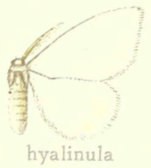 /filer/webapps/moths/media/images/H/hyalinula_Marblepsis_HT_Hering_28a.jpg