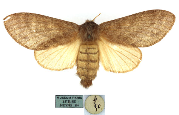 /filer/webapps/moths/media/images/H/hyatti_Bombycopsis_AF_MNHN.jpg