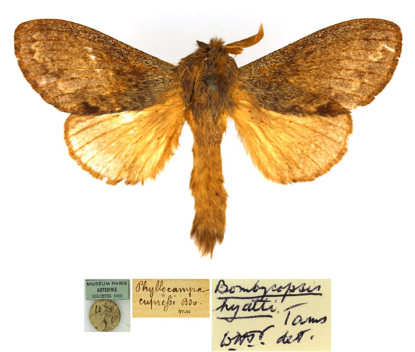 /filer/webapps/moths/media/images/H/hyatti_Bombycopsis_AM_MNHN.jpg