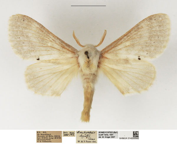/filer/webapps/moths/media/images/H/hyatti_Bombycopsis_AM_NHMUK.jpg