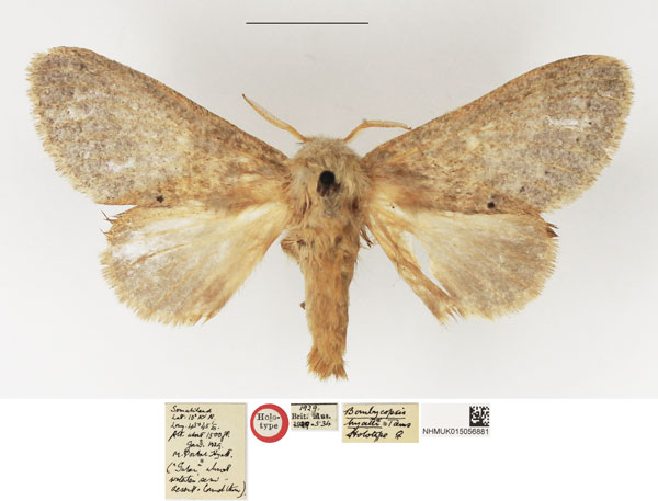 /filer/webapps/moths/media/images/H/hyatti_Bombycopsis_HT_NHMUK.jpg