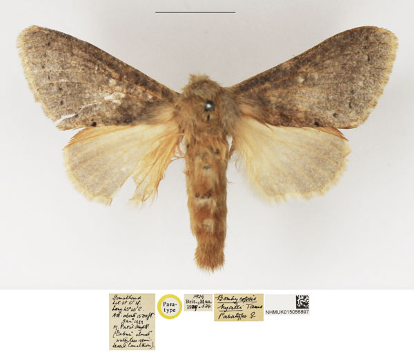 /filer/webapps/moths/media/images/H/hyatti_Bombycopsis_PTF_NHMUK_01.jpg