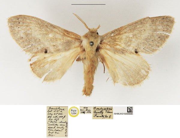 /filer/webapps/moths/media/images/H/hyatti_Bombycopsis_PTF_NHMUK_02.jpg