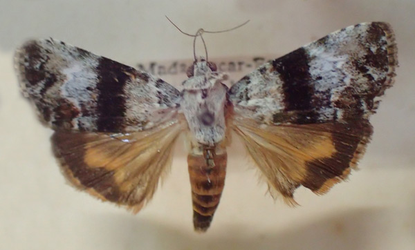 /filer/webapps/moths/media/images/H/hyblaeoides_Blenina_A_PZBT.jpg