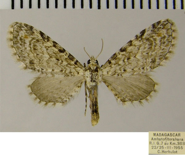 /filer/webapps/moths/media/images/H/hydrargyrea_Eupithecia_AF_ZSM.jpg