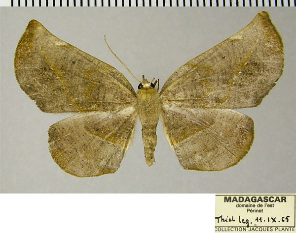 /filer/webapps/moths/media/images/H/hygrochroaria_Drepanogynis_AF_ZSM.jpg