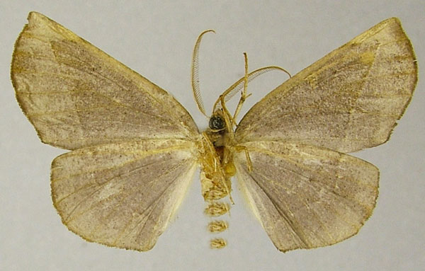 /filer/webapps/moths/media/images/H/hygrochroaria_Drepanogynis_AM_ZSMb.jpg