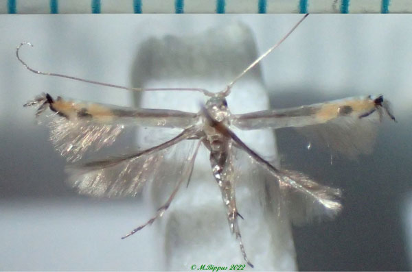 /filer/webapps/moths/media/images/H/hygrophilella_Lyonetia_A_Bippusa.jpg