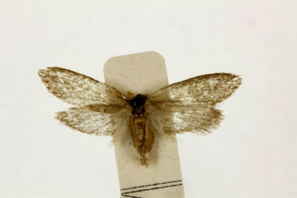 /filer/webapps/moths/media/images/H/hygropis_Ctenocompa_ST_RMCA.jpg