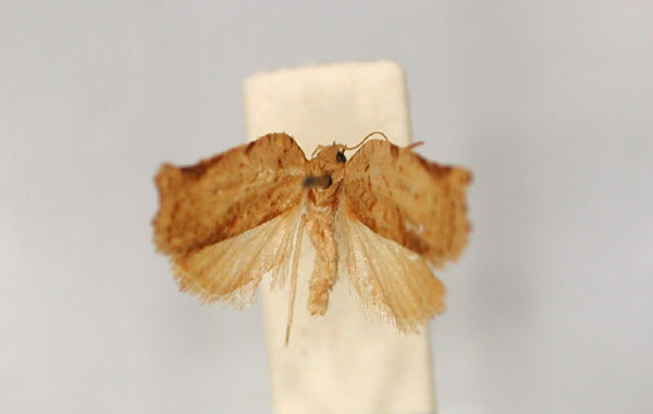 /filer/webapps/moths/media/images/H/hylaeana_Meridemis_HT_RMCA_01.jpg