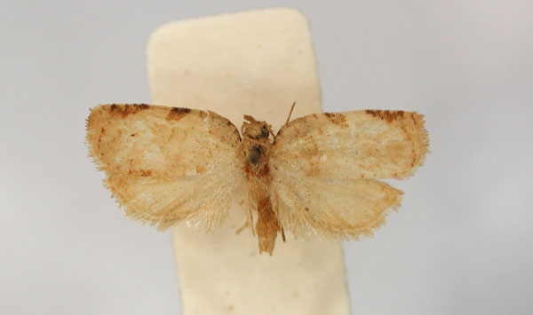 /filer/webapps/moths/media/images/H/hylaeana_Meridemis_PT_RMCA_01.jpg