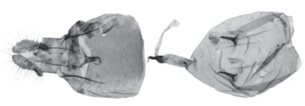 /filer/webapps/moths/media/images/H/hymenosa_Grapholita_GFHT_USNM.jpg