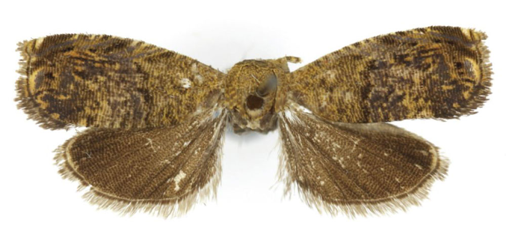 /filer/webapps/moths/media/images/H/hymenosa_Grapholita_HT_USNM.jpg