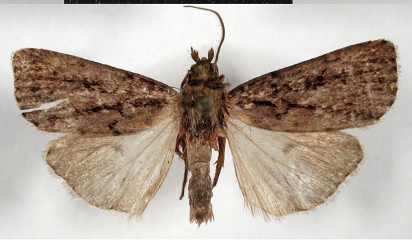 /filer/webapps/moths/media/images/H/hyperacantha_Cassania_AM_MSNM.jpg