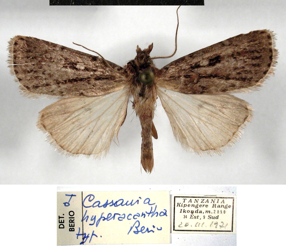 /filer/webapps/moths/media/images/H/hyperacantha_Cassania_HT_MSNM.jpg