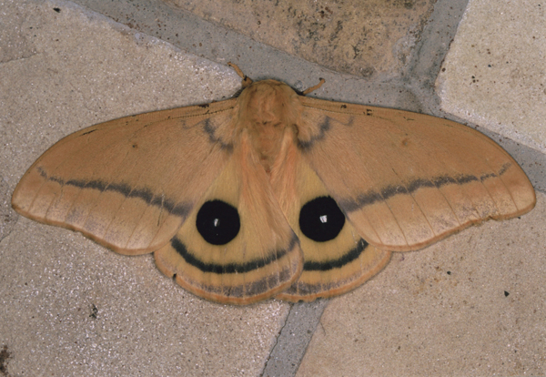/filer/webapps/moths/media/images/H/hyperbius_Cinabra_A_Roland_08.jpg