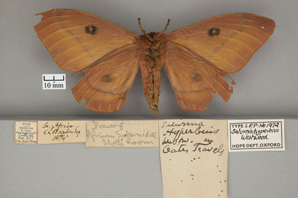 /filer/webapps/moths/media/images/H/hyperbius_Saturnia_HT_OUMNH_02.jpg