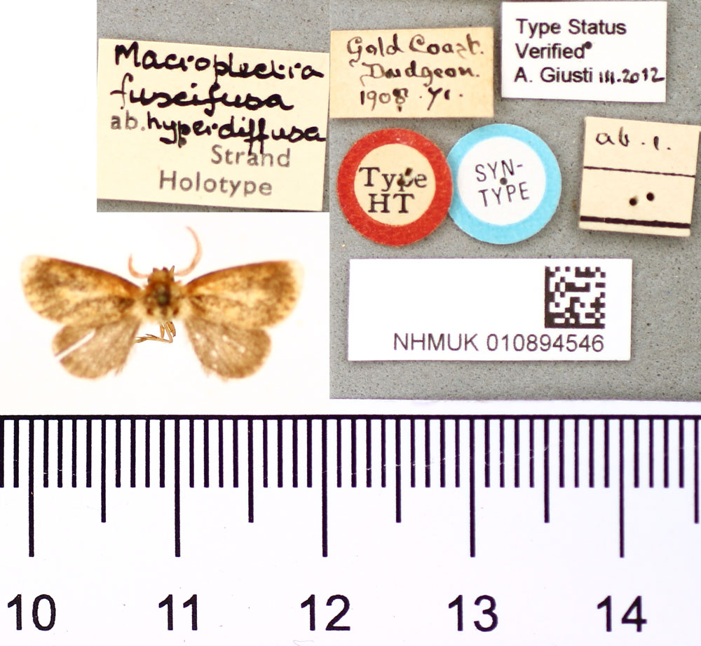 /filer/webapps/moths/media/images/H/hyperdiffusa_Macroplectra_HT_BMNH.jpg