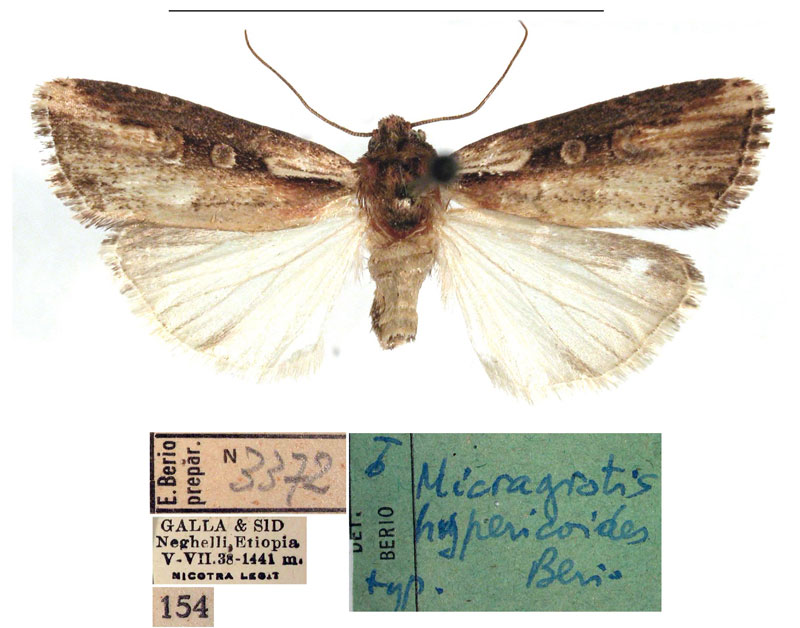 /filer/webapps/moths/media/images/H/hypericoides_Micraxylia_HT_MSNM.jpg