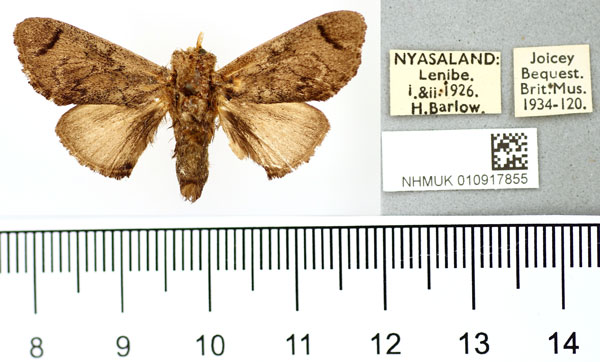 /filer/webapps/moths/media/images/H/hyperocha_Rhypteira_AM_BMNH.jpg