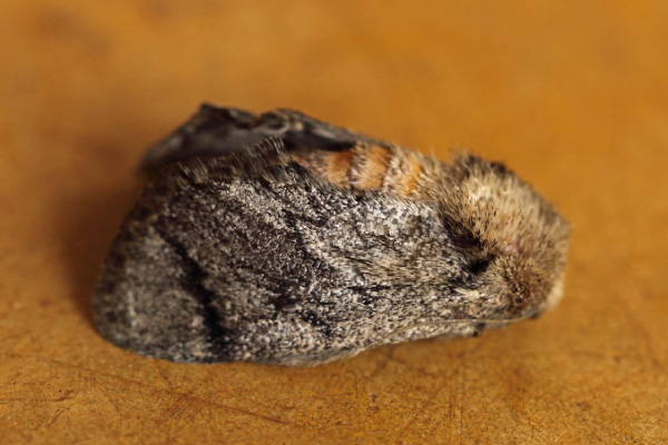 /filer/webapps/moths/media/images/H/hyperocha_Rhypteira_A_Voaden.jpg