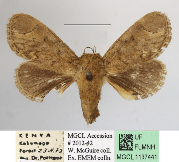 /filer/webapps/moths/media/images/H/hyperocha_Rhyptiera_A_MGCLa_01.JPG