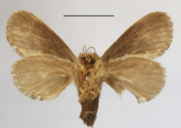 /filer/webapps/moths/media/images/H/hyperocha_Rhyptiera_A_MGCLb_01.JPG