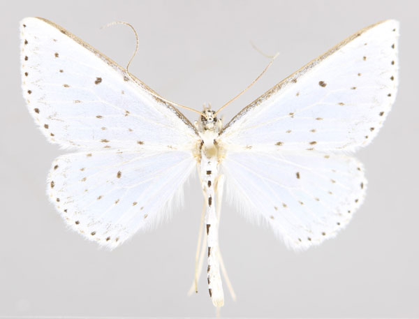 /filer/webapps/moths/media/images/H/hyperphyes_Derambila_A_ZSM_01.jpg