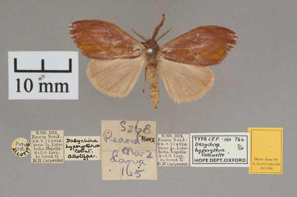 /filer/webapps/moths/media/images/H/hyperythra_Dasychira_AT_OUMNH_01.jpg