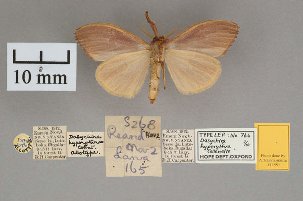 /filer/webapps/moths/media/images/H/hyperythra_Dasychira_AT_OUMNH_02.jpg