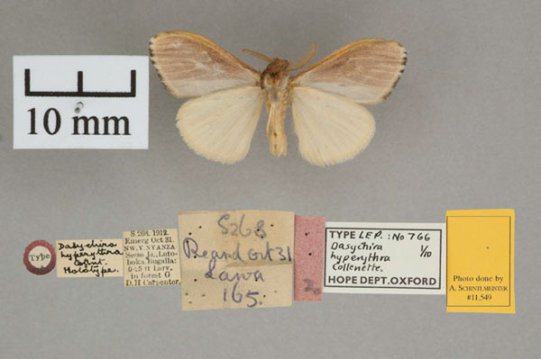 /filer/webapps/moths/media/images/H/hyperythra_Dasychira_HT_OUMNH_02.jpg
