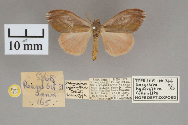 /filer/webapps/moths/media/images/H/hyperythra_Dasychira_PTF_OUMNH_01.jpg