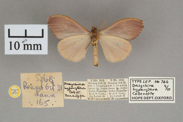 /filer/webapps/moths/media/images/H/hyperythra_Dasychira_PTF_OUMNH_02.jpg